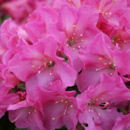 Rhododendron keiskei 'Oban'