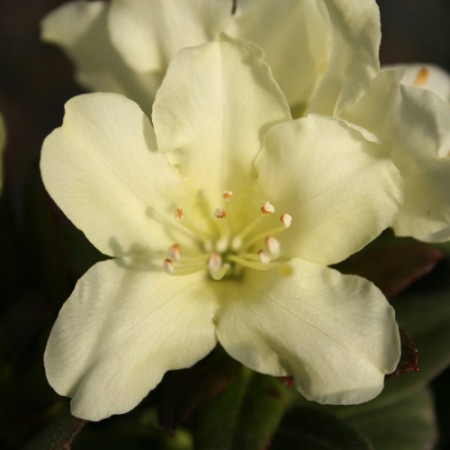 Rhododendron keiskei 'Patty Bee'