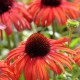 Echinacea 'Postman'