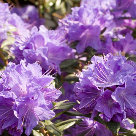 Rhododendron russatum 'Blaufeder' ®