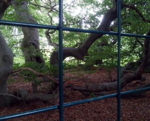 Der Berggarten Hannover Herrenhausen