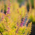 Calluna vulgaris 'Firefly'