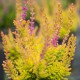 Calluna vulgaris 'Firefly'