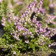 Calluna vulgaris 'Tib'