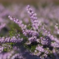 Calluna vulgaris 'County Wicklow'