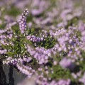 Calluna vulgaris 'County Wicklow'