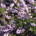 Calluna vulgaris 'County Wicklow'