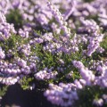 Calluna vulgaris 'County Wicklow'