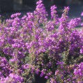 Erica cinerea 'Pallas'