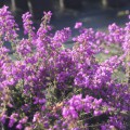 Erica cinerea 'Pallas'