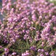 Erica cinerea 'Sandpit Hill'