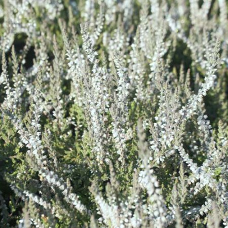 Calluna vulgaris 'Beoley Silver'