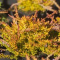 Calluna vulgaris 'Gelber Heidezwerg'