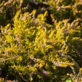 Calluna vulgaris 'Gelber Heidezwerg'