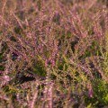 Calluna vulgaris 'Redbud'