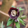 Helleborus orientalis 'Aubergine'