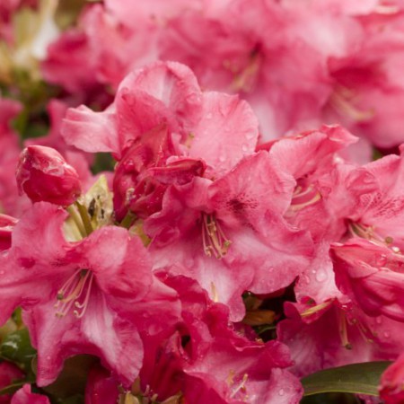Rhododendron williiamsianum 'Gartendirektor Glockner'