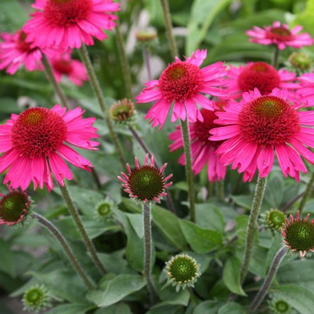 Echinacea 'Delicious Candy' ®