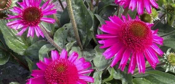 Echinacea 'Delicious Candy' ®