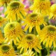 Echinacea 'Eccentric Yellow' ®