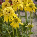 Echinacea 'Eccentric Yellow' ®