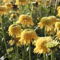 Echinacea 'Eccentric Yellow' ®