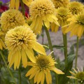 Echinacea 'Eccentric Yellow' ®