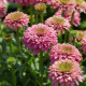 Echinacea 'Pink Bonbon'