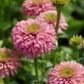 Echinacea 'Pink Bonbon'