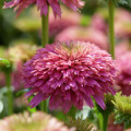 Echinacea 'Pink Bonbon'