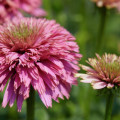 Echinacea 'Pink Bonbon'