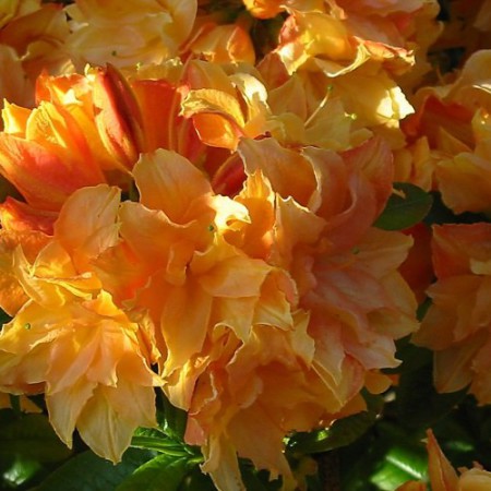 Rhododendron luteum 'Csárdás'