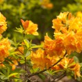 Rhododendron luteum 'Csárdás'