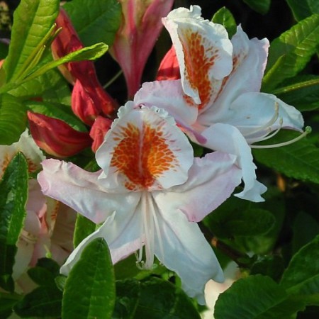 Rhododendron occidentale 'Jock Brydon'