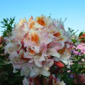 Rhododendron occidentale 'Jock Brydon'