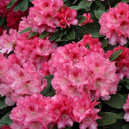 Rhododendron yakushimanum'Tina Heinje'
