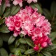 Rhododendron yakushimanum 'Colibri'