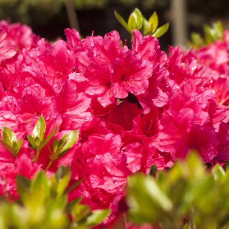 Rhododendron obtusum 'Drapa' ®