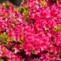 Rhododendron obtusum 'Drapa' ®