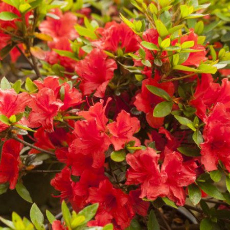 Rhododendron obtusum 'Elfie'