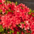 Rhododendron obtusum 'Elfie'