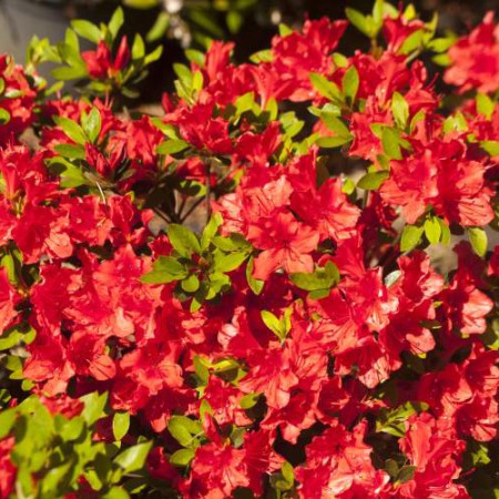 Rhododendron obtusum 'Evita'