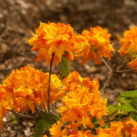 Rhododendron luteum 'Goldflamme'