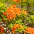 Rhododendron prinophyllum 'Mandarin Lights'