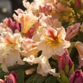 Rhododendron Hybride 'Peggy'