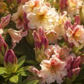 Rhododendron Hybride 'Peggy'