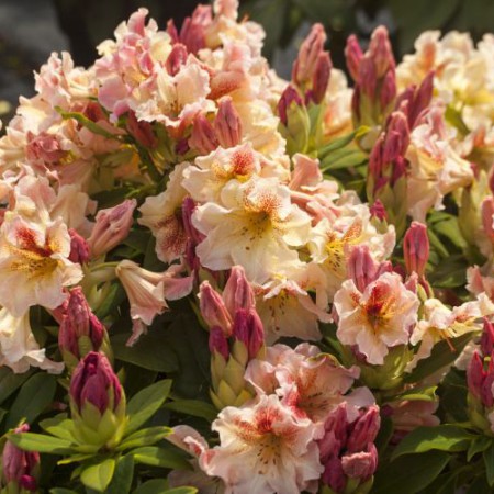Rhododendron Hybride 'Peggy'