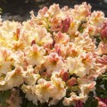 Rhododendron Hybride 'Peggy'