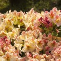 Rhododendron Hybride 'Peggy'