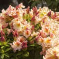 Rhododendron Hybride 'Peggy'